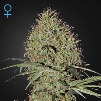Super Bud Autoflower (Greenhouse Seeds) feminisoitu