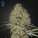 Super Bud Autoflower (Greenhouse Seeds) Feminisoidut