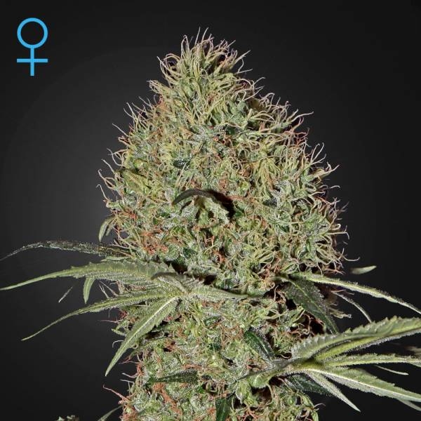 Super Bud Autoflower (Greenhouse Seeds) Feminisoidut