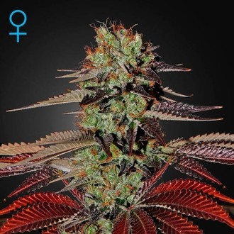 King's Kush Autoflower (Greenhouse Seeds) Feminisoidut