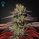 King's Kush Autoflower (Greenhouse Seeds) Feminisoidut