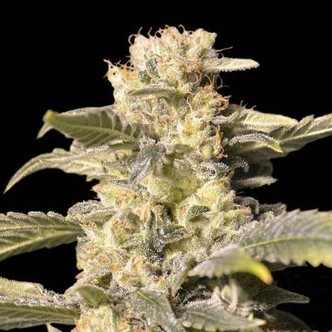 TNT Kush CBD (Eva Seeds) feminisoidut kannabiksen siemenet