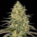 Black Dream (Eva Seeds) Feminisoidut