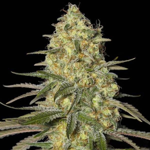 Black Dream (Eva Seeds) Feminisoidut