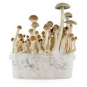 Zamnesia SUPREME -grow kit 'B+'