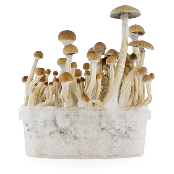 Zamnesia SUPREME -grow kit 'B+'