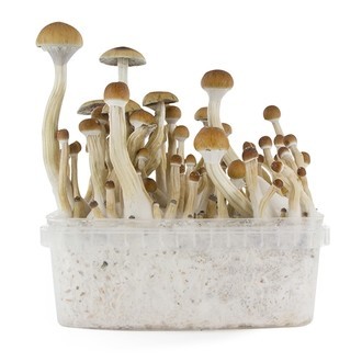 Zamnesia SUPREME -grow kit 'B+'