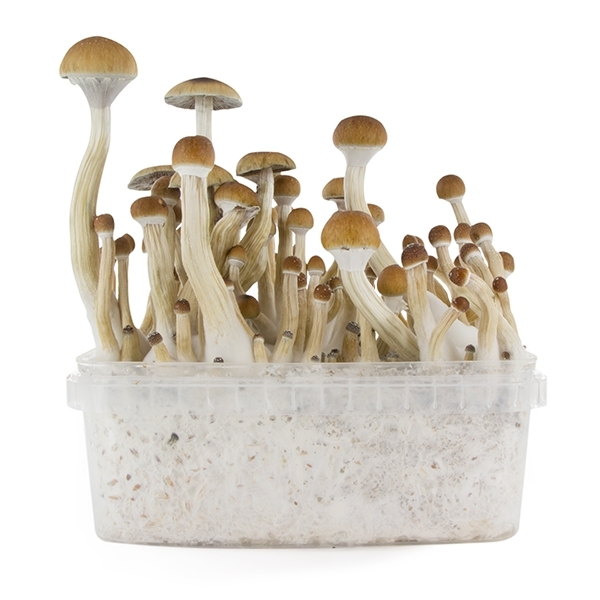 Zamnesia SUPREME -grow kit 'B+'