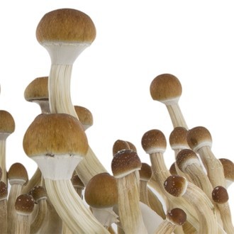 Zamnesia SUPREME -grow kit 'B+'