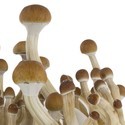 Zamnesia SUPREME -grow kit 'B+'