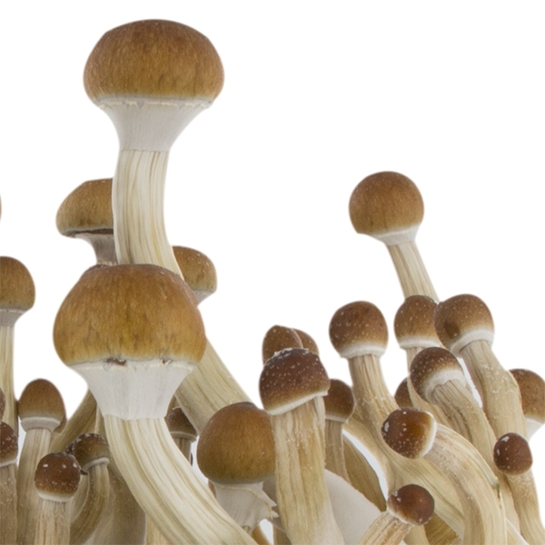 Zamnesia SUPREME -grow kit 'B+'