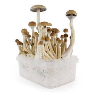 Zamnesia SUPREME -grow kit 'B+'