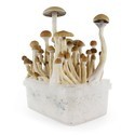 Zamnesia SUPREME -grow kit 'B+'