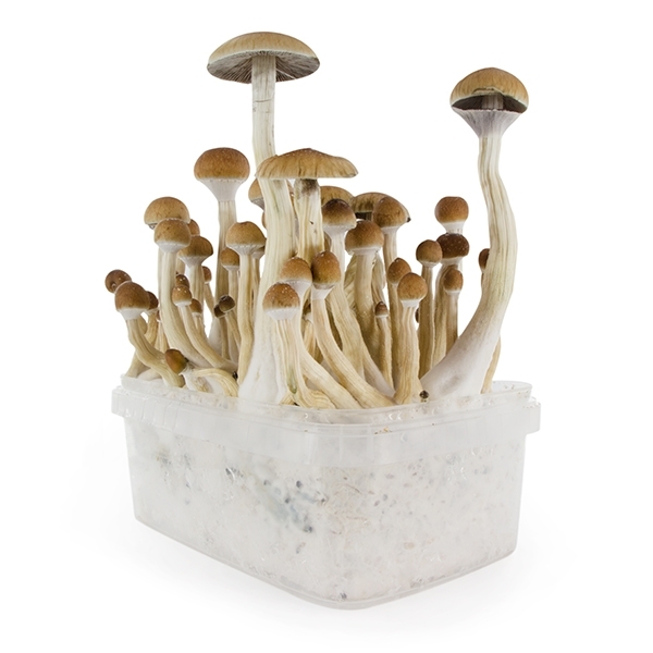 Zamnesia SUPREME -grow kit 'B+'