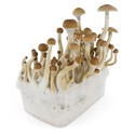Zamnesia SUPREME -grow kit 'B+'