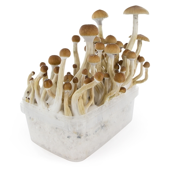 Zamnesia SUPREME -grow kit 'B+'