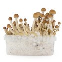 Zamnesia SUPREME -grow kit ‘McKennaii’