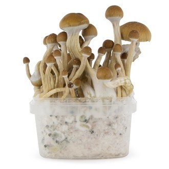 Zamnesia SUPREME -grow kit ‘McKennaii’