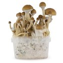 Zamnesia SUPREME -grow kit ‘McKennaii’