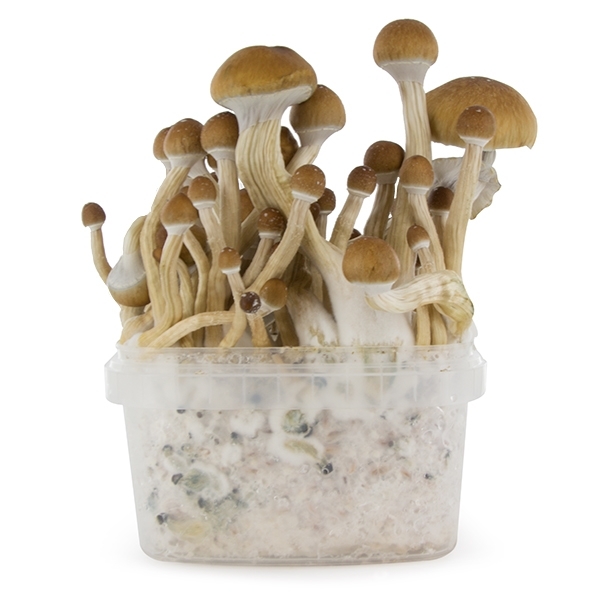 Zamnesia SUPREME -grow kit ‘McKennaii’