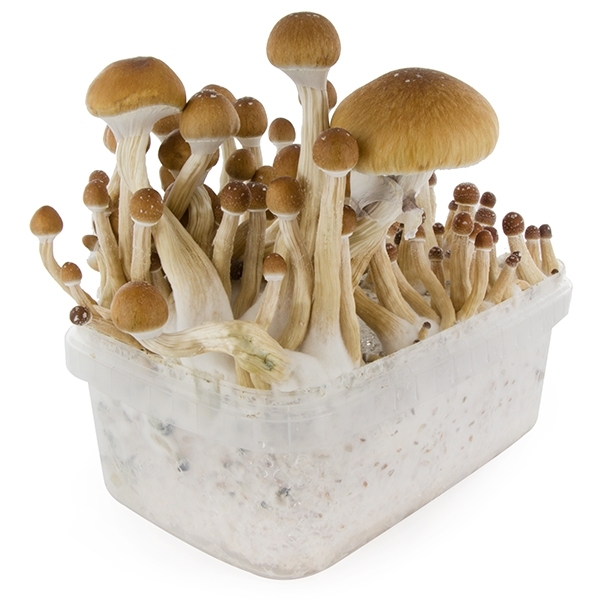 Zamnesia SUPREME -grow kit ‘McKennaii’