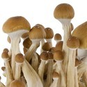 Zamnesia SUPREME -grow kit ‘McKennaii’