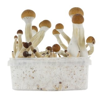 Fresh Mushrooms kasvatussarja 'Golden Teacher'