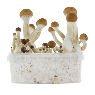 Zamnesia SUPREME Grow Kit 'Golden Teacher'