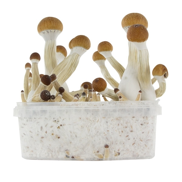 Zamnesia SUPREME Grow Kit 'Golden Teacher'