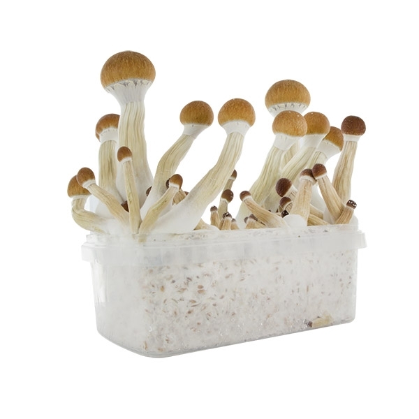 Zamnesia SUPREME Grow Kit 'Golden Teacher'