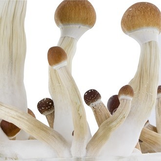 Zamnesia SUPREME Grow Kit 'Golden Teacher'