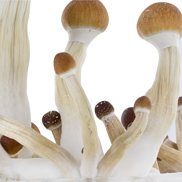 Zamnesia SUPREME Grow Kit 'Golden Teacher'
