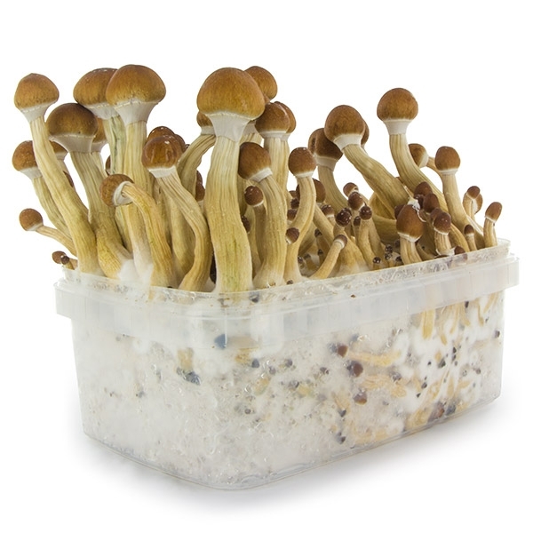 Zamnesia SUPREME Grow Kit ”Ecuador”