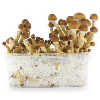 Zamnesia SUPREME Grow Kit ”Ecuador”