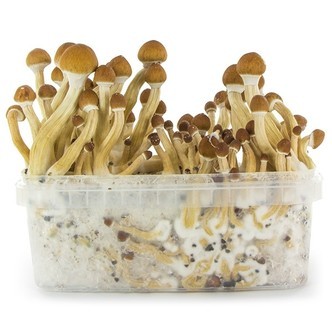 Fresh Mushrooms -kasvatussarja &rdquo;Ecuador&rdquo;