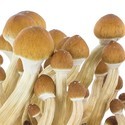 Zamnesia SUPREME Grow Kit ”Ecuador”