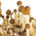 Zamnesia SUPREME Grow Kit ”Ecuador”