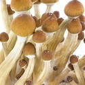 Zamnesia SUPREME Grow Kit ”Ecuador”
