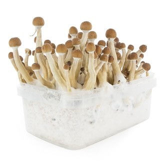 Zamnesia SUPREME Grow Kit 'Mexican'