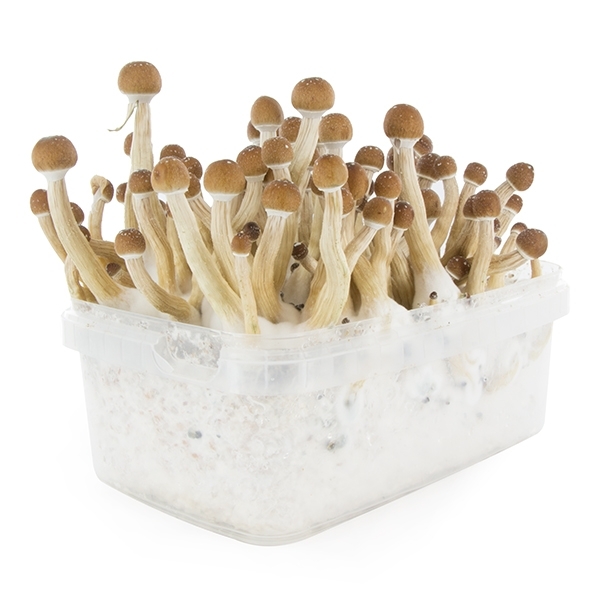 Zamnesia SUPREME Grow Kit 'Mexican'