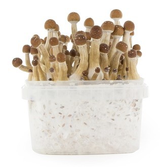 Zamnesia SUPREME Grow Kit 'Mexican'