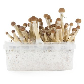 Fresh Mushrooms -kasvatussarja &rdquo;Mexican&rdquo;