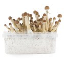 Zamnesia SUPREME Grow Kit 'Mexican'