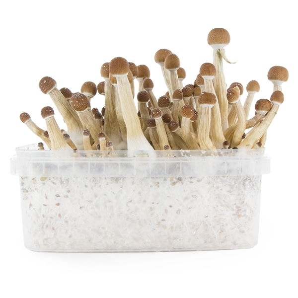 Zamnesia SUPREME Grow Kit 'Mexican'