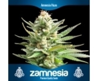 3 ilmaista kannabiksen siement&auml; (Zamnesia Seeds)
