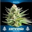 3 ilmaista kannabiksen siementä (Zamnesia Seeds)
