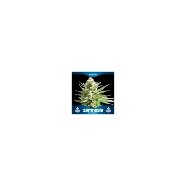 3 ilmaista kannabiksen siementä (Zamnesia Seeds)