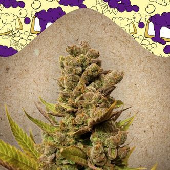 Blueberry Cheesecake (Female Seeds) feminisoidut