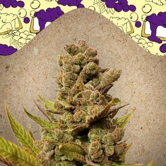 Blueberry Cheesecake (Female Seeds) Feminisoidut