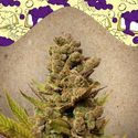 Blueberry Cheesecake (Female Seeds) Feminisoidut